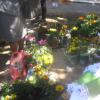 Πώληση λουλουδιών για ενίσχυση του ταμείου της εκκλησίας του "Αγίου Γεωργίου"